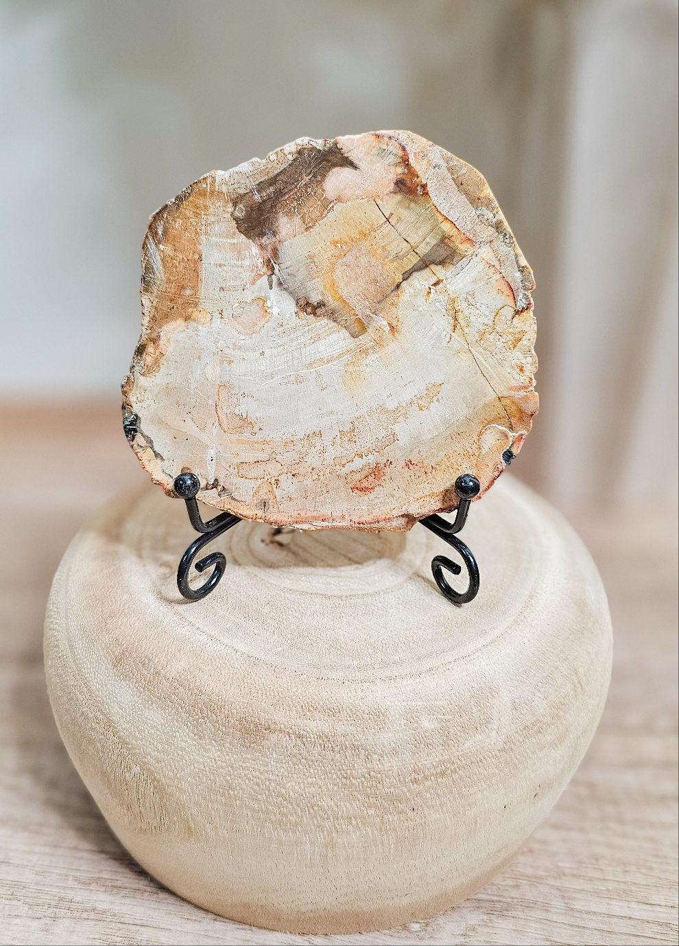 Petrified Wood Slab