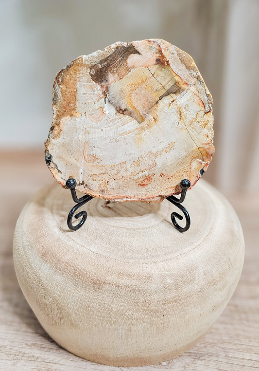 Petrified wood slab with visible fossilized wood grain, grounding earth stone formed over millions of years